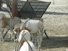 Oryx