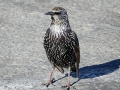 Sturnus vulgaris