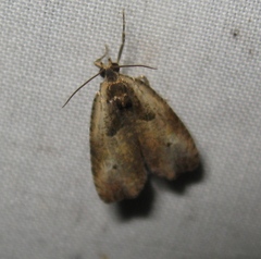 Olethreutes punctanum