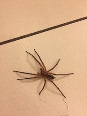 Zoropsis spinimana