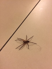 Zoropsis spinimana