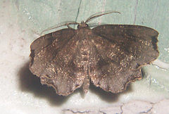 Cepphis decoloraria