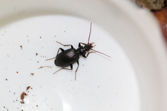 Limodromus assimilis