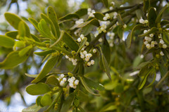Phoradendron flavum
