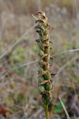 Spiranthes ochroleuca