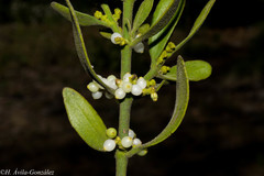 Phoradendron flavum