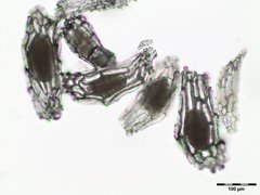 Spiranthes ochroleuca