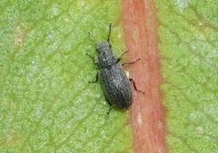 Berginus nigricolor
