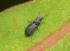 Berginus nigricolor