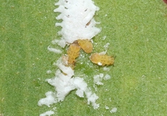 Cryptoneossa triangula