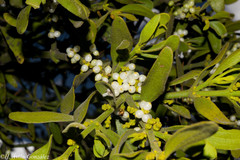 Phoradendron flavum