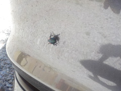 Alcaeorrhynchus grandis