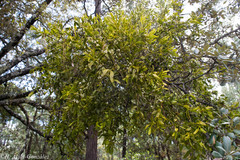 Phoradendron flavum