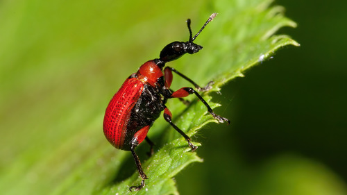 Hazel leaf-roller weevil, photo 9 of 9