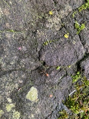 Odontomachus erythrocephalus