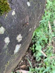 Odontomachus erythrocephalus