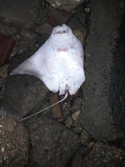 Rhinoptera