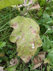 Cercospora physalidis