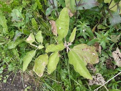 Cercospora physalidis