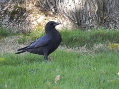 Corvus brachyrhynchos