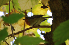 Erithacus rubecula