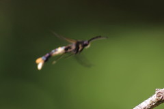 Synanthedon andrenaeformis