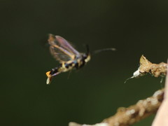 Synanthedon andrenaeformis