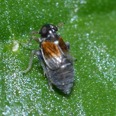 Flavoclypeus andromedus