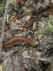 Plethodontinae