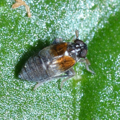 Flavoclypeus andromedus