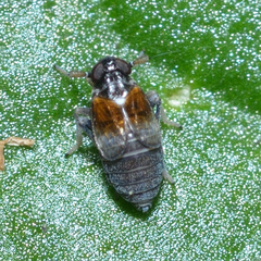 Flavoclypeus andromedus