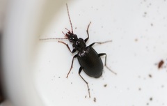 Limodromus assimilis