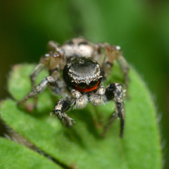 Habronattus coecatus