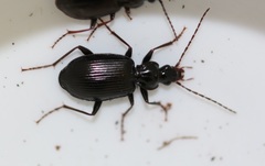 Limodromus assimilis