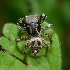 Habronattus coecatus