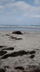 Zalophus californianus