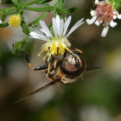 Eristalis dimidiata