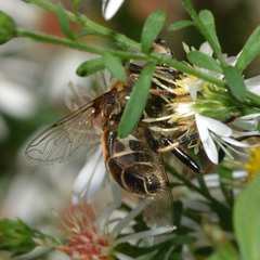 Eristalis dimidiata