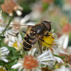 Eristalis dimidiata