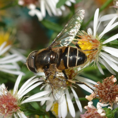 Eristalis dimidiata