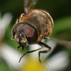 Eristalis dimidiata