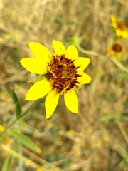 Helianthus exilis