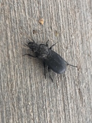 Pterostichus melanarius