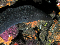 Gymnothorax dovii