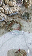 Anthopleura elegantissima