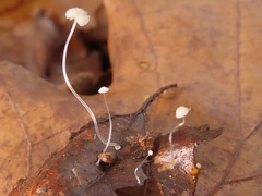 Mycena mucor