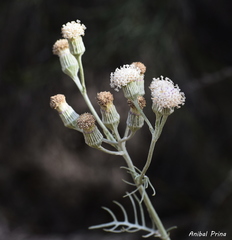 Senecio viravira
