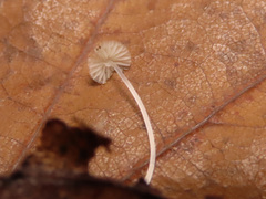 Mycena mucor