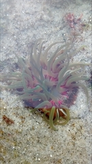 Anthopleura elegantissima