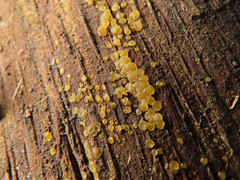 Dacrymyces lacrymalis